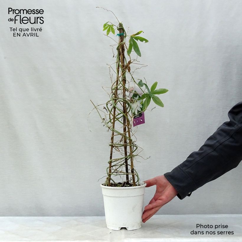 Passiflora subpeltata Vaso da 2L/3L esemplare consegnato in primavera