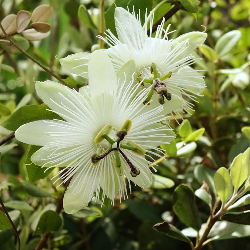 Passiflora subpeltata (Fioritura)