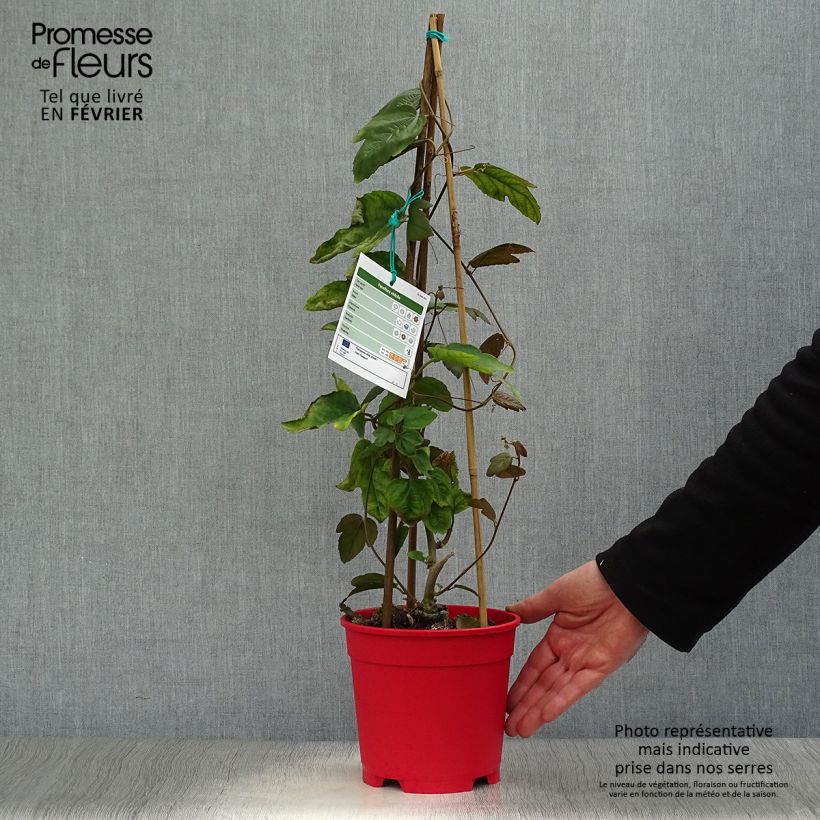 Passiflora vitifolia Vaso da 2L/3L esemplare consegnato in inverno