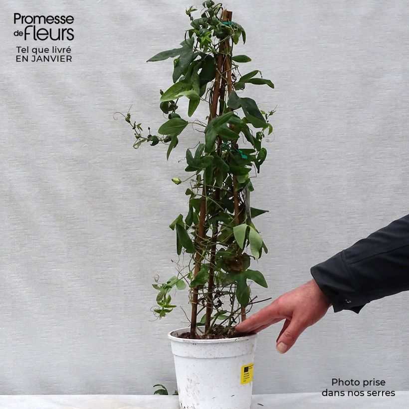 Passiflora Amethyst Blanche Vaso da 2L/3L esemplare consegnato in inverno