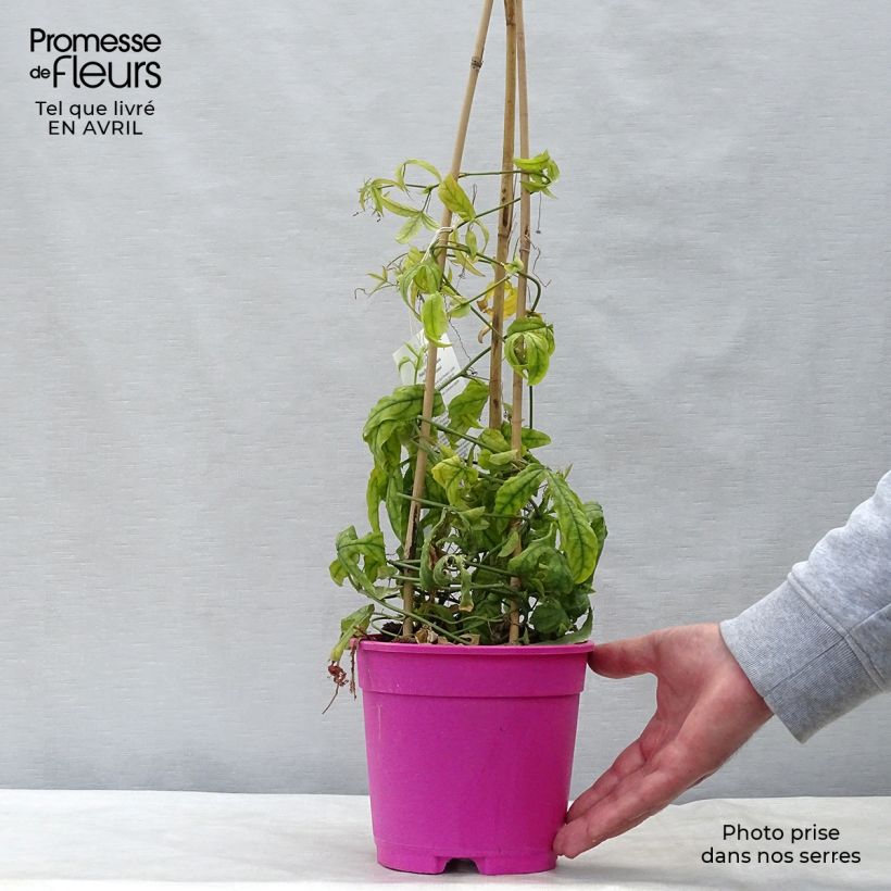 Passiflora Anastasia Vaso da 2L/3L esemplare consegnato in primavera