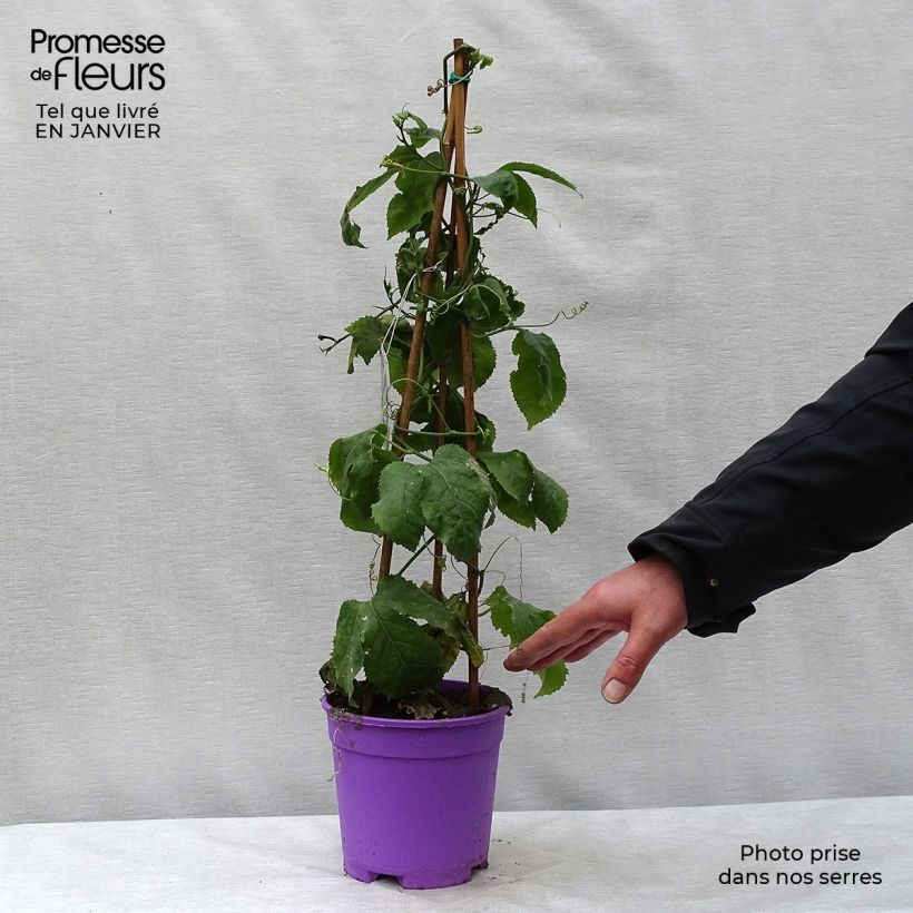 Passiflora Byron Beauty Vaso da 2L/3L esemplare consegnato in inverno