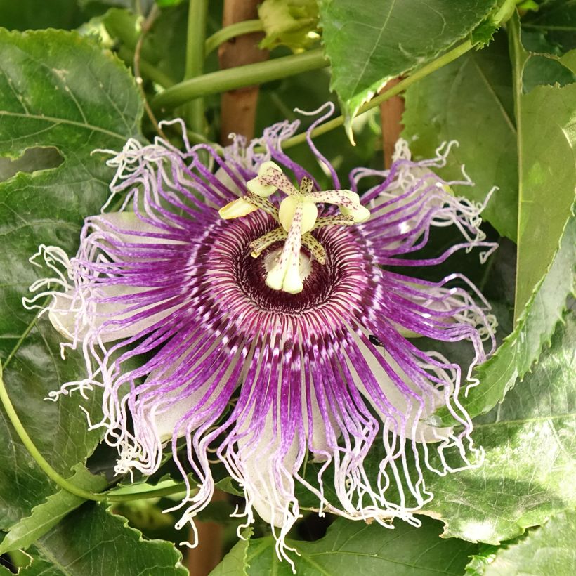 Passiflora Byron Beauty (Fioritura)