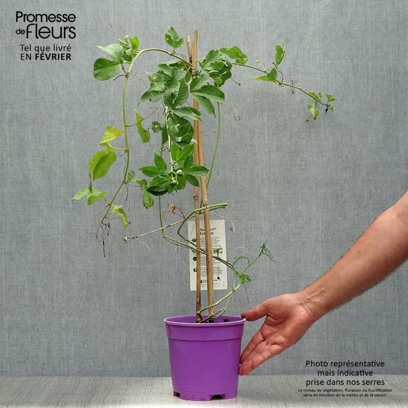 Esemplare di Passiflora Essenza Vaso da 2L/3L come consegnato in autunno