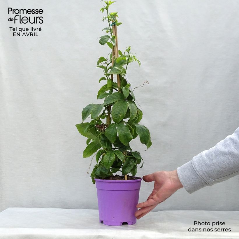 Passiflora Essenza Vaso da 2L/3L esemplare consegnato in primavera