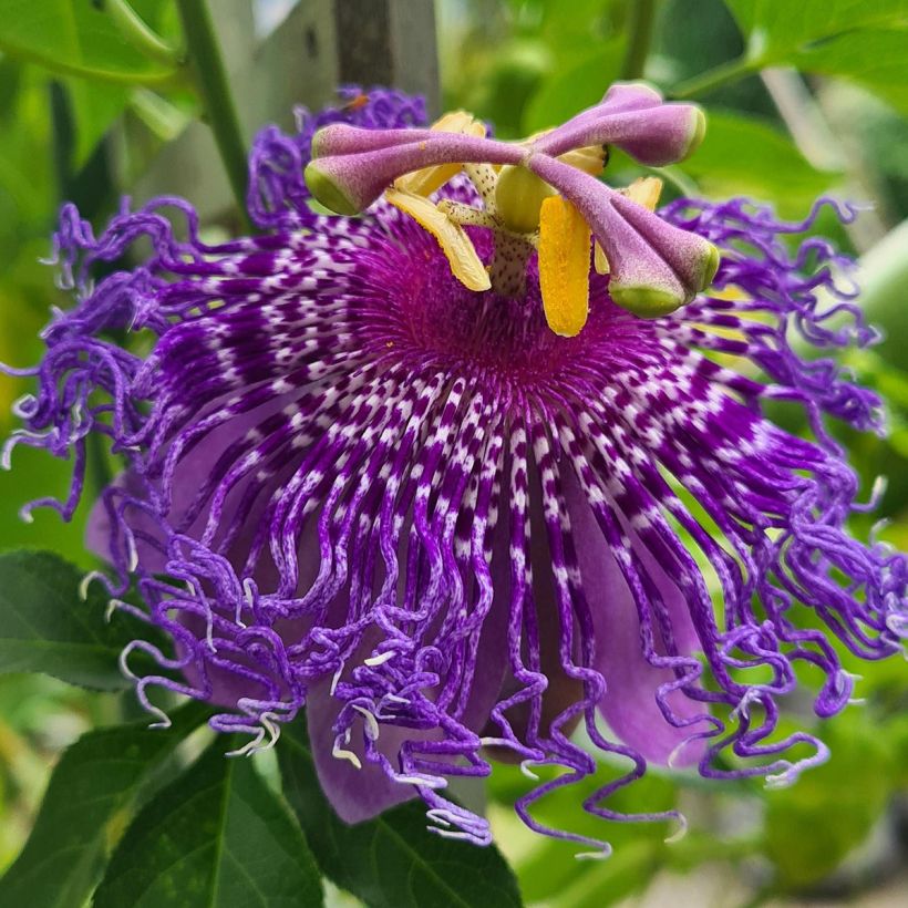 Passiflora Incense (Fioritura)