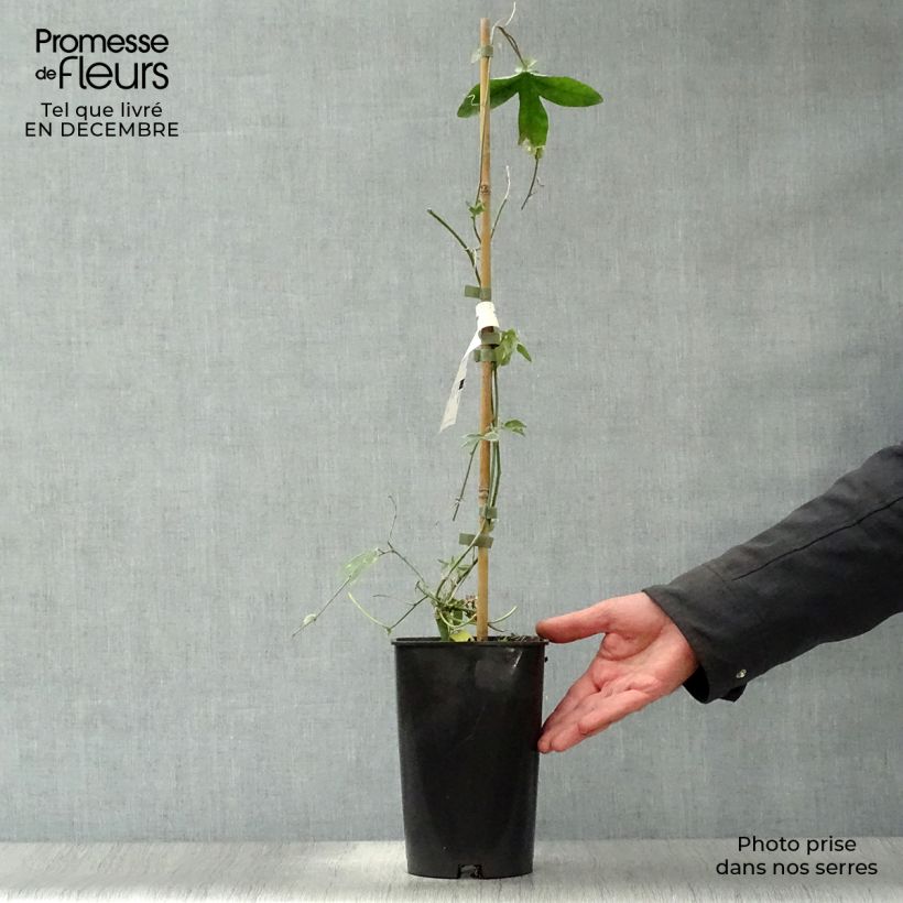 Passiflora Lady Betty Myles Young Vaso da 3L/4L esemplare consegnato in inverno