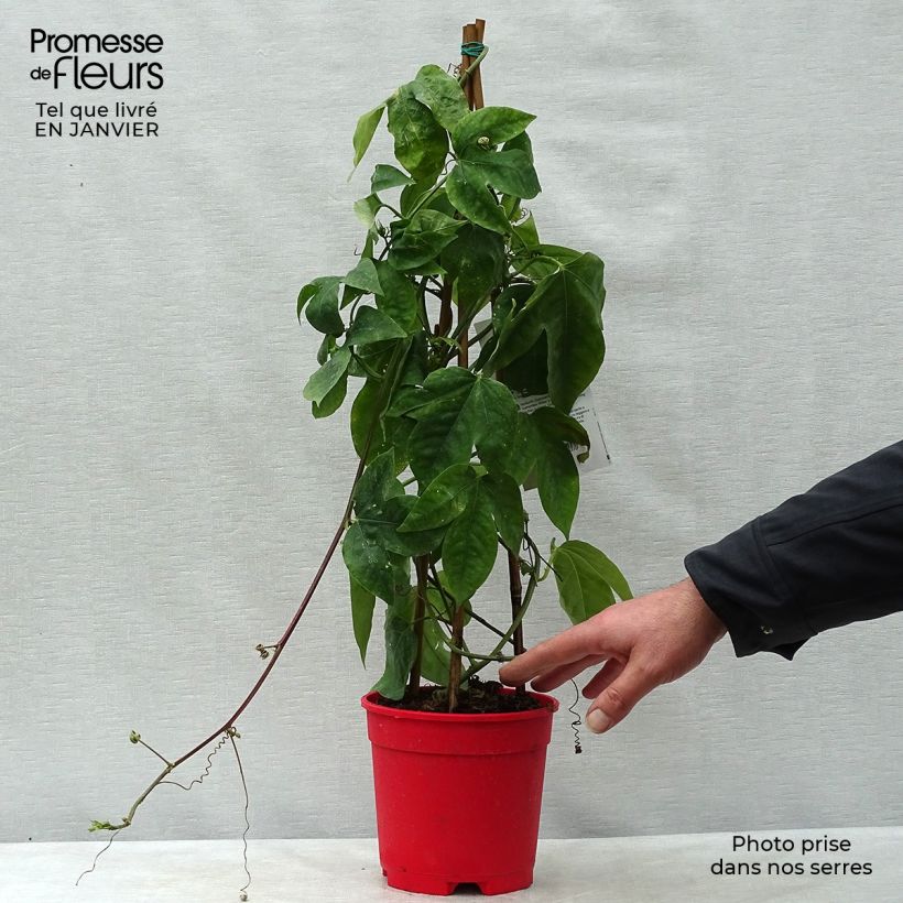 Passiflora Marijke Vaso da 2L/3L esemplare consegnato in inverno