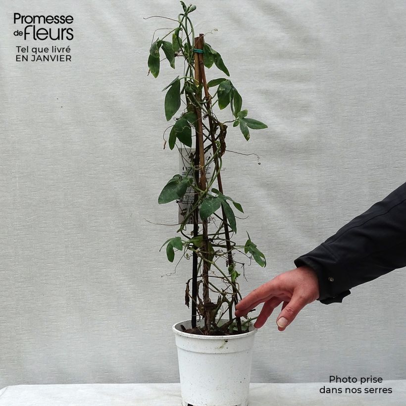 Passiflora Panda Vaso da 2L/3L esemplare consegnato in inverno