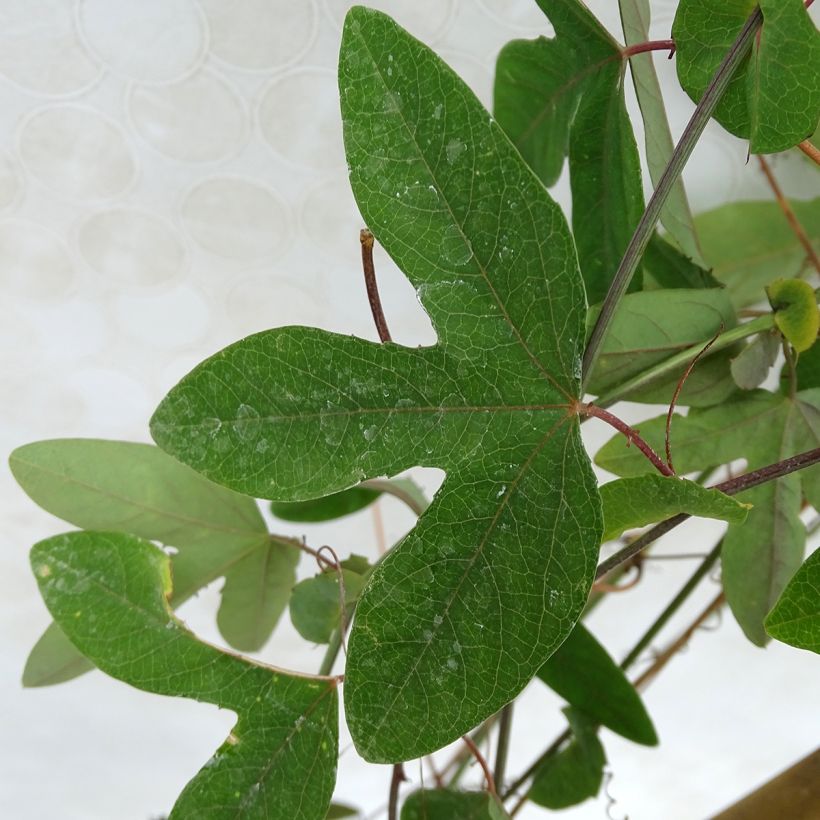 Passiflora Purple Passion (Fogliame)