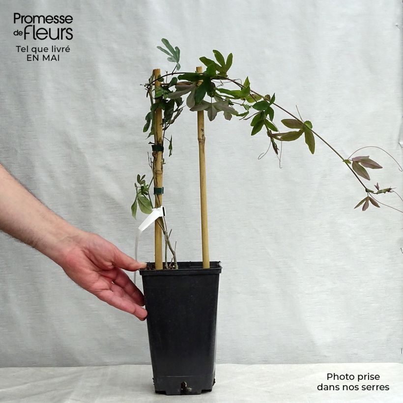 Passiflora Purple Passion Vaso da 2L/3L esemplare consegnato in primavera