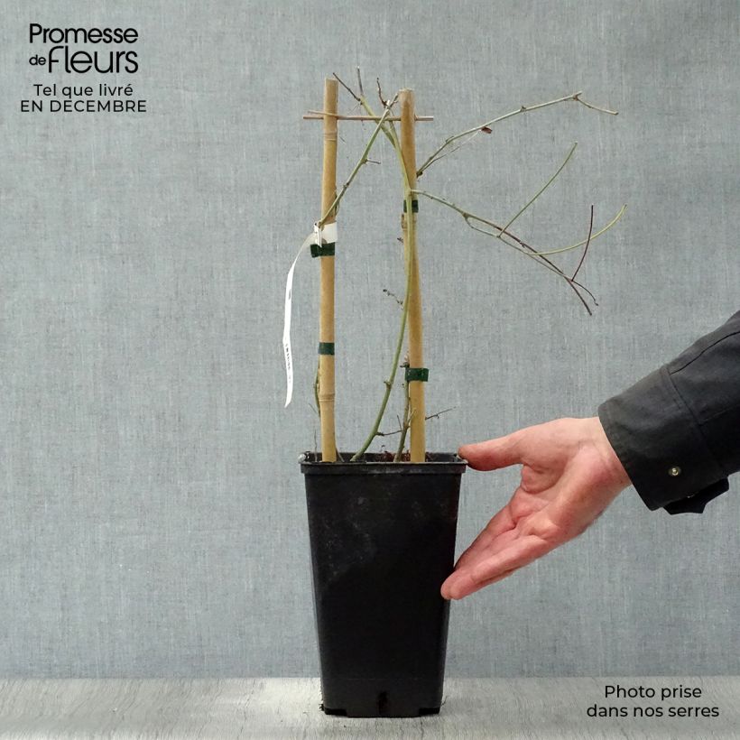 Passiflora Purple Passion Vaso da 2L/3L esemplare consegnato in inverno