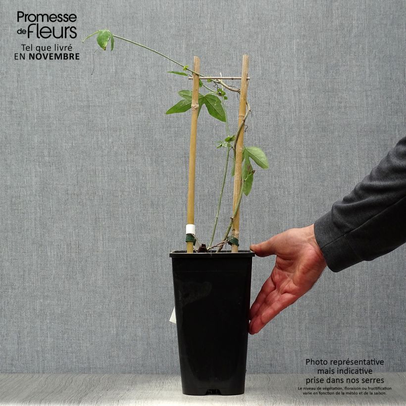 Esemplare di Passiflora Purple Passion Vaso da 2L/3L come consegnato in autunno