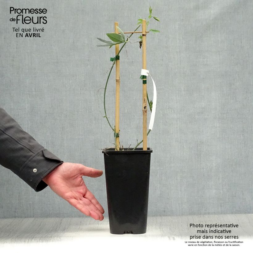 Passiflora Snow Queen Vaso da 2L/3L esemplare consegnato in primavera