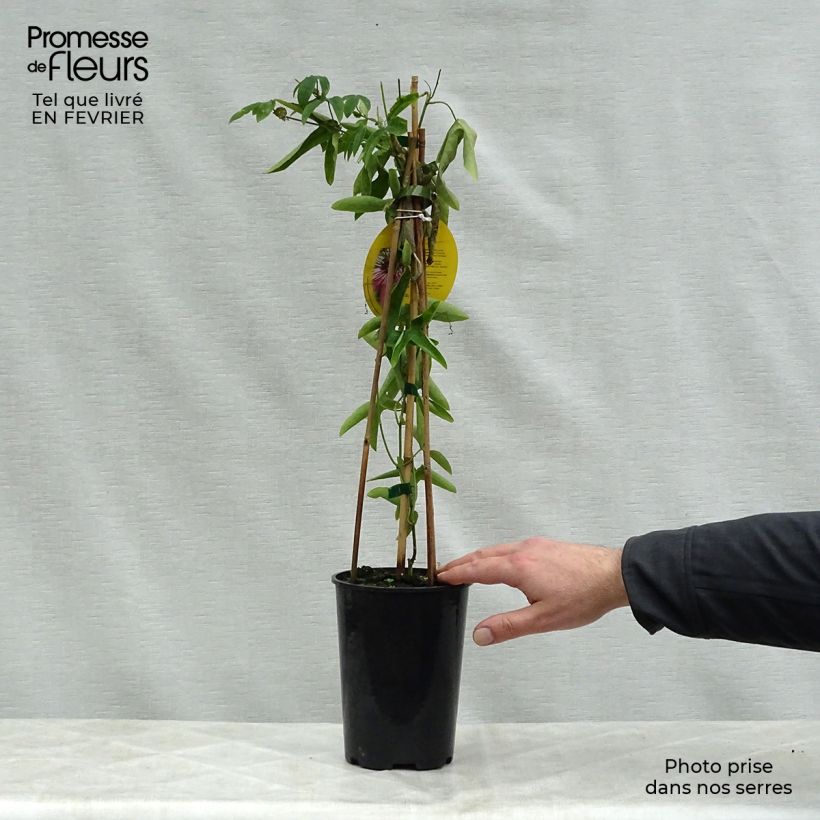 Passiflora Victoria Vaso da 2L/3L esemplare consegnato in inverno