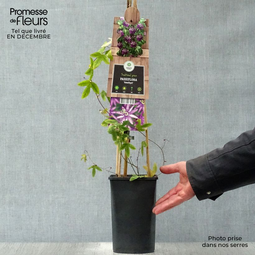 Passiflora Violacea Vaso da 2L/3L esemplare consegnato in inverno