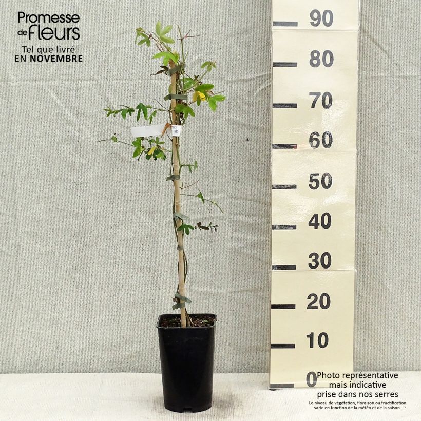 Esemplare di Passiflora Violacea Vaso da 2L/3L come consegnato in autunno
