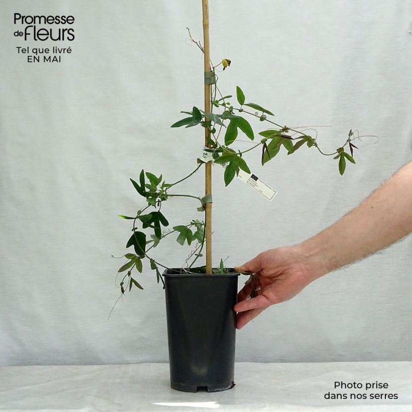 Passiflora Violacea Vaso da 2L/3L esemplare consegnato in primavera