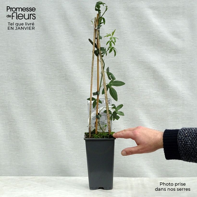 Passiflora caerulea Constance Elliot Vaso da 2L/3L esemplare consegnato in inverno