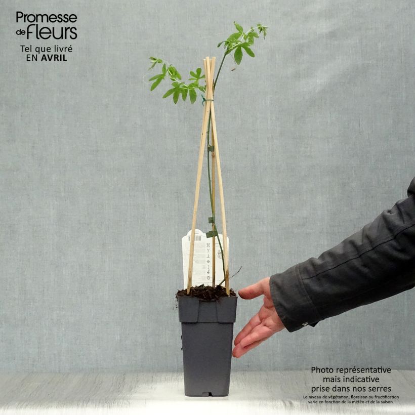 Passiflora caerulea Constance Elliot Vaso da 2L/3L esemplare consegnato in primavera