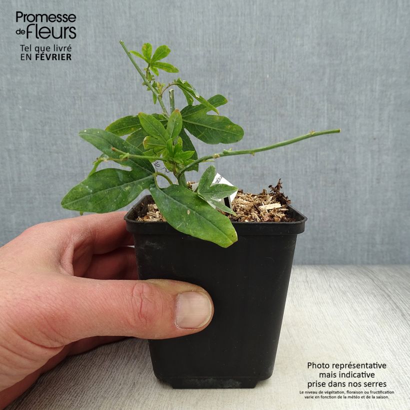 Passiflora caerulea Vasetto da 8/9 cm esemplare consegnato in inverno