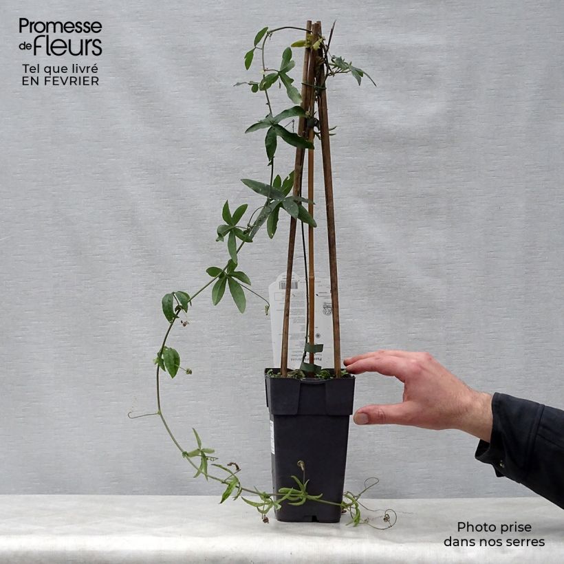 Passiflora caerulea Vaso da 2L/3L esemplare consegnato in inverno