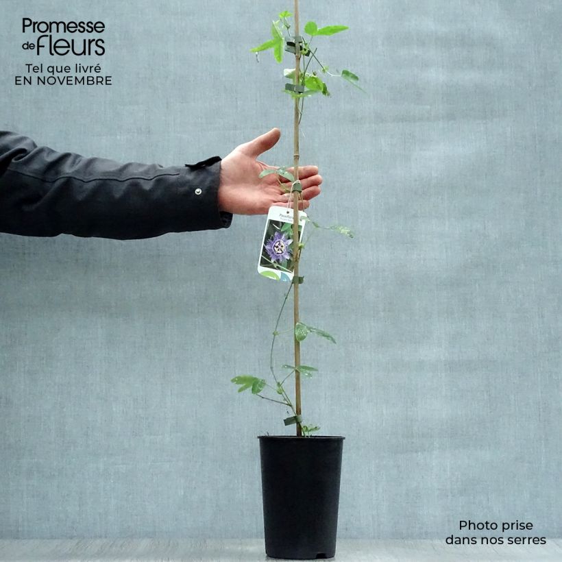 Esemplare di Passiflora caerulea Purple Haze Vaso da 2L/3L come consegnato in autunno
