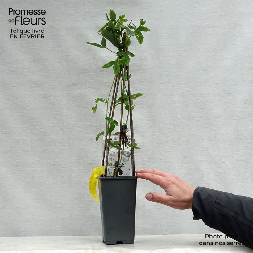 Passiflora caerulea Purple Haze Vaso da 2L/3L esemplare consegnato in inverno