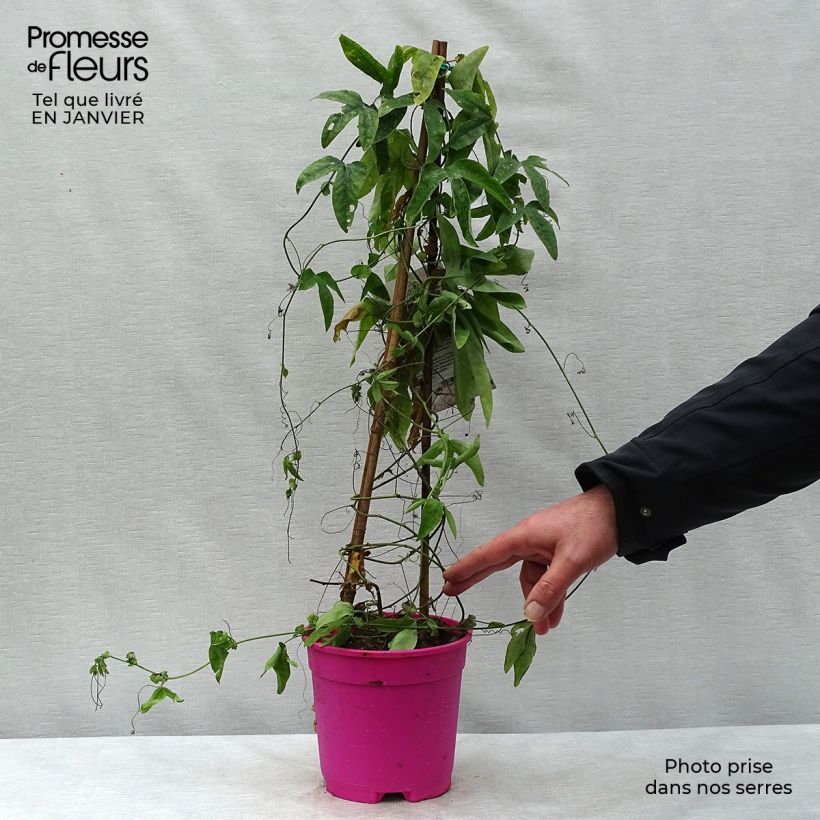 Passiflora caerulea x racemosa Vaso da 2L/3L esemplare consegnato in inverno