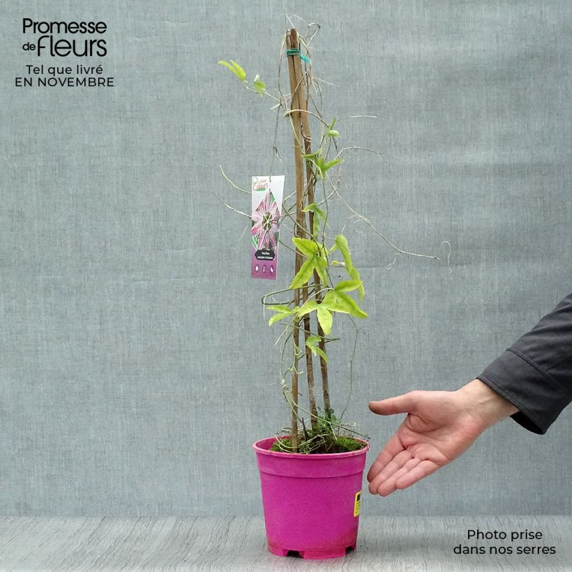 Esemplare di Passiflora caerulea x racemosa Vaso da 2L/3L come consegnato in autunno