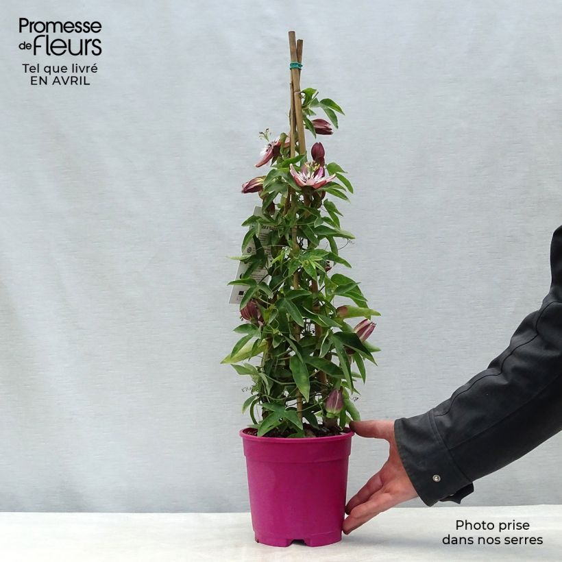 Passiflora caerulea x racemosa Vaso da 2L/3L esemplare consegnato in primavera