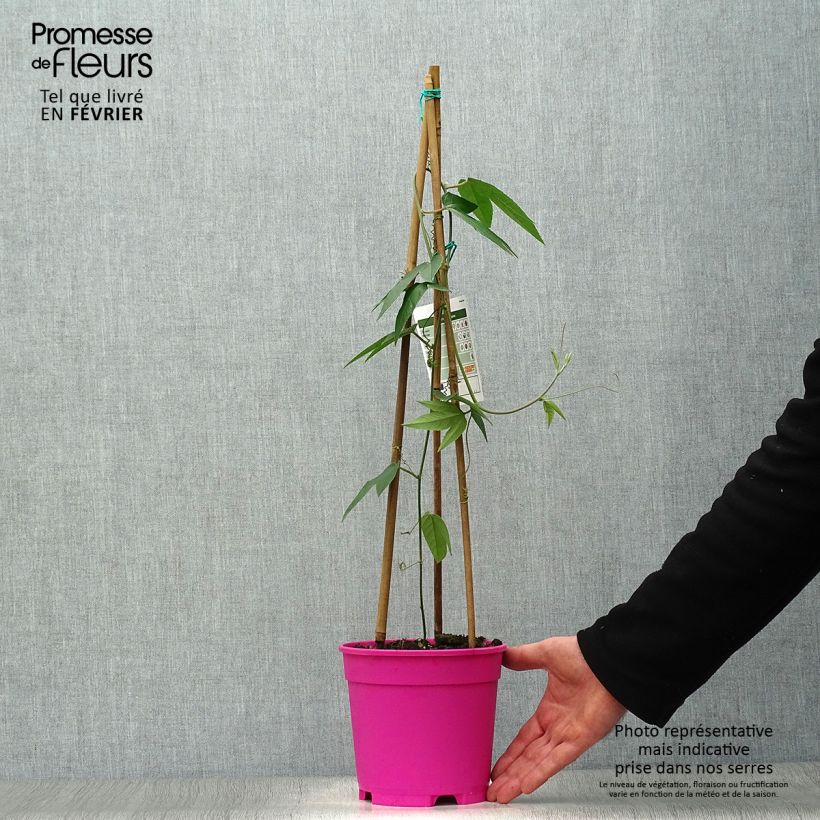 Passiflora insignis Pink Passion Vaso da 2L/3L esemplare consegnato in inverno