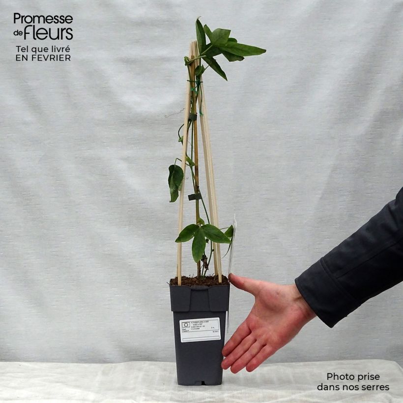 Passiflora Lavender Lady Vaso da 2L/3L esemplare consegnato in inverno