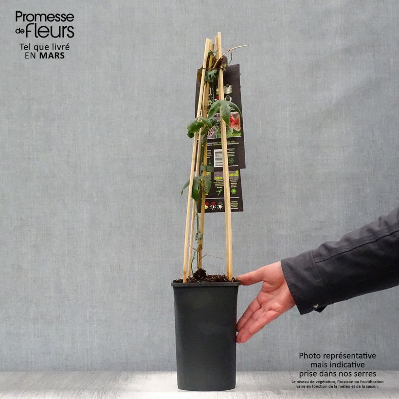 Passiflora Lavender Lady Vaso da 2L/3L esemplare consegnato in primavera