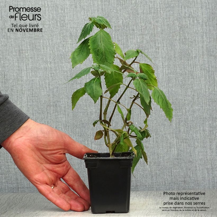 Esemplare di Pogostemon cablin - Patchouli Vasetto da 8/9 cm come consegnato in autunno