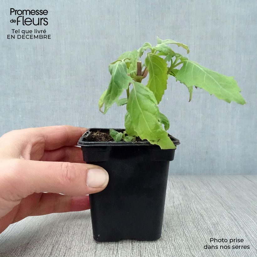 Pogostemon cablin - Patchouli Vasetto da 8/9 cm esemplare consegnato in inverno
