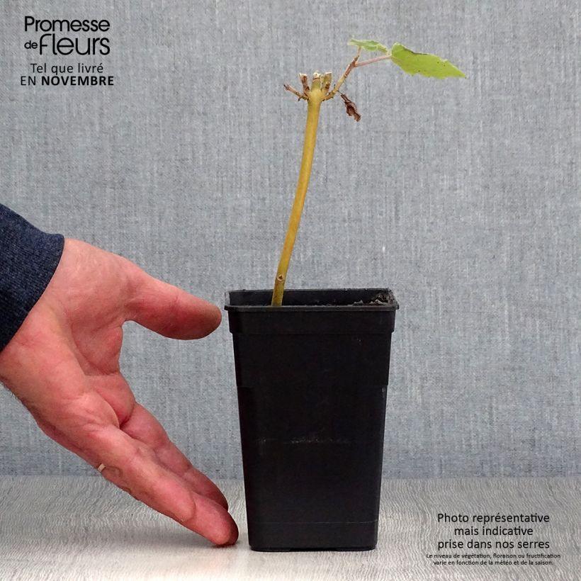 Esemplare di Paulownia fortunei April Light Vaso da 1L/1,5L come consegnato in autunno