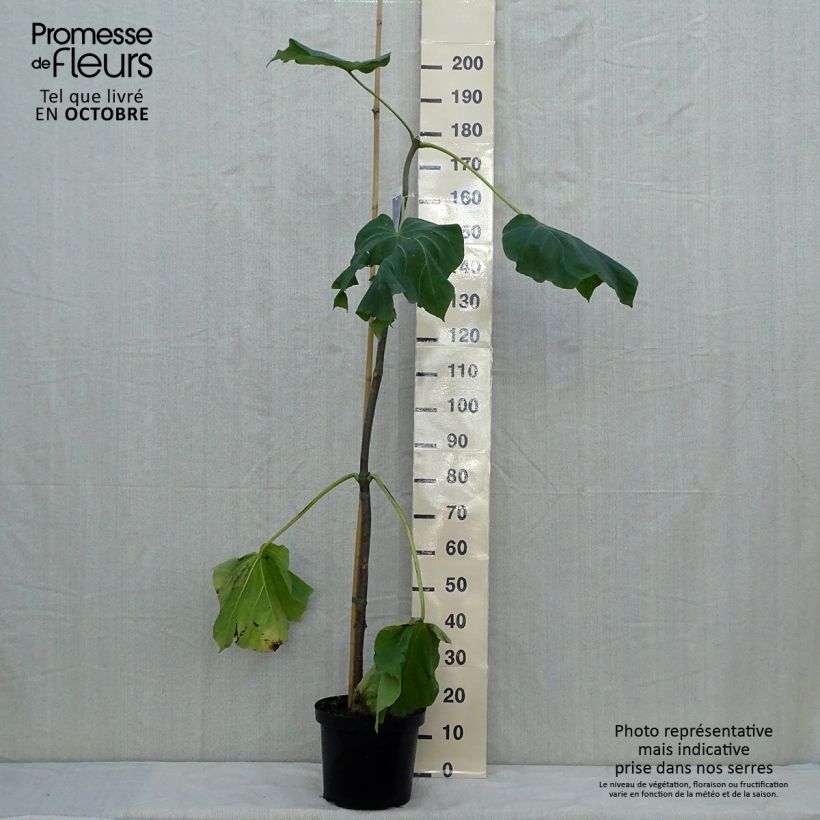 Esemplare di Paulownia fortunei Fast Blue Minfast Vaso da 7,5L/10L come consegnato in autunno