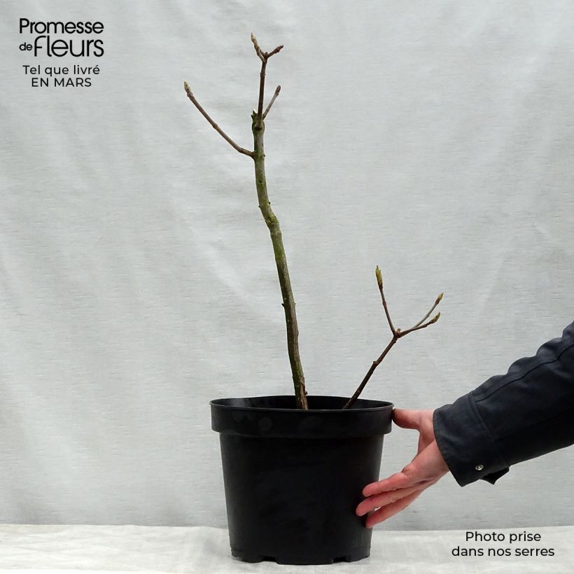 Aesculus parviflora - Ippocastano nano Vaso da 7,5L/10L esemplare consegnato in primavera