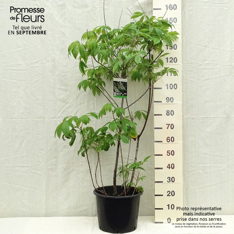 Esemplare di Aesculus parviflora - Ippocastano nano Vaso da 7,5L/10L come consegnato in autunno