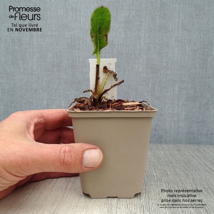 Esemplare di Meconopsis betonicifolia - Papavero blu dell'Himalaya Vasetto da 8/9 cm come consegnato in autunno