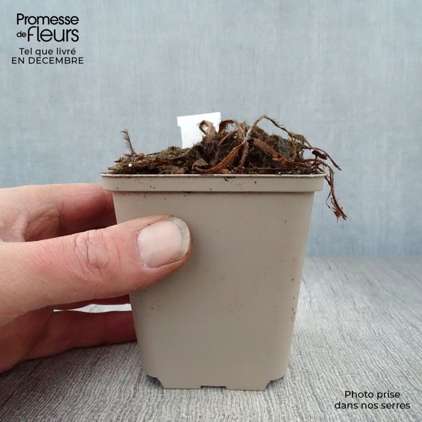 Meconopsis betonicifolia - Papavero blu dell'Himalaya Vasetto da 8/9 cm esemplare consegnato in inverno