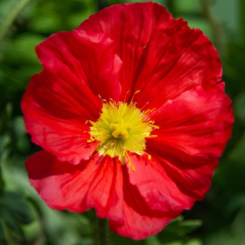Papaver nudicaule Champagne Bubbles Mix (Fioritura)