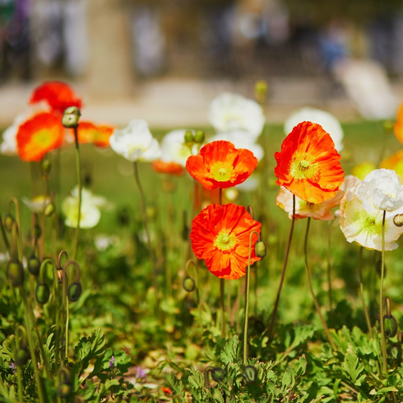 Papaver nudicaule Champagne Bubbles Mix (Porto)