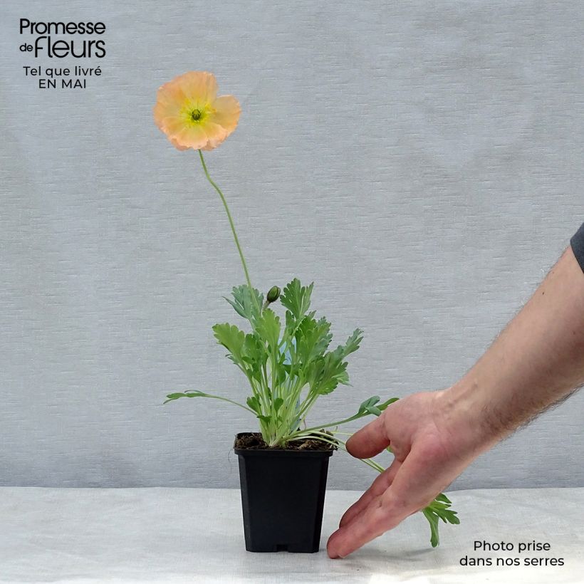 Papaver nudicaule Gartenzwerg Vasetto da 8/9 cm esemplare consegnato in primavera