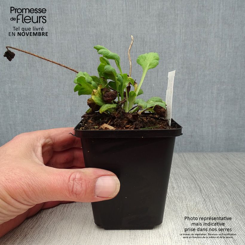 Esemplare di Papaver nudicaule Gartenzwerg Vasetto da 8/9 cm come consegnato in autunno