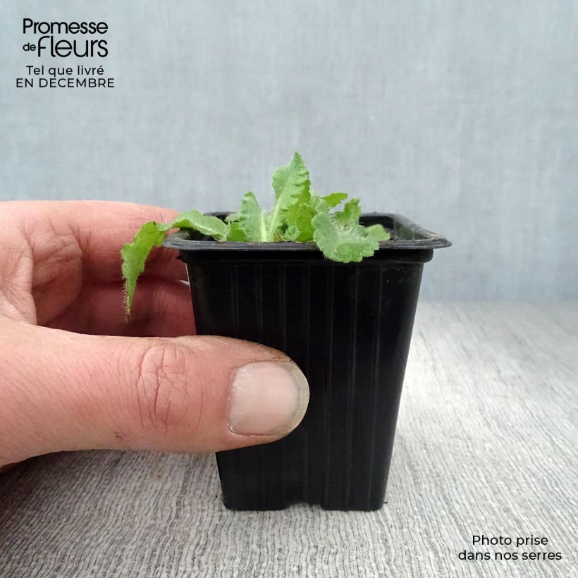 Papaver orientale Beauty of Livermere Vasetto da 7/8 cm esemplare consegnato in inverno