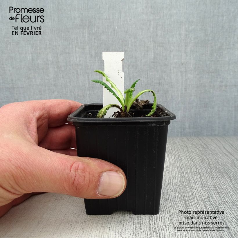 Papaver orientale Clochard Vasetto da 8/9 cm esemplare consegnato in inverno