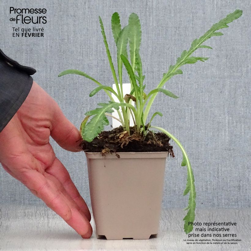 Papaver orientale Harvest Moon Vasetto da 8/9 cm esemplare consegnato in inverno