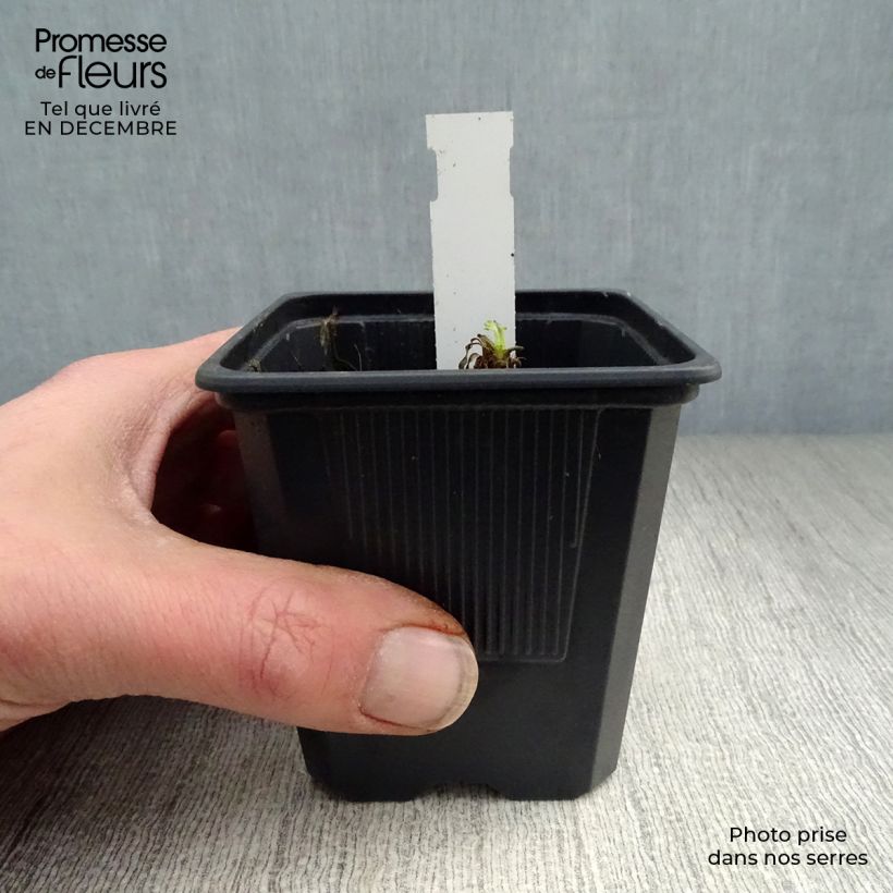 Papaver orientale Karine Vasetto da 8/9 cm esemplare consegnato in inverno